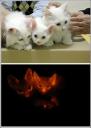 Glowing Cats