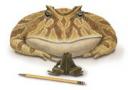 Beelzebufo