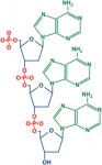 DNA