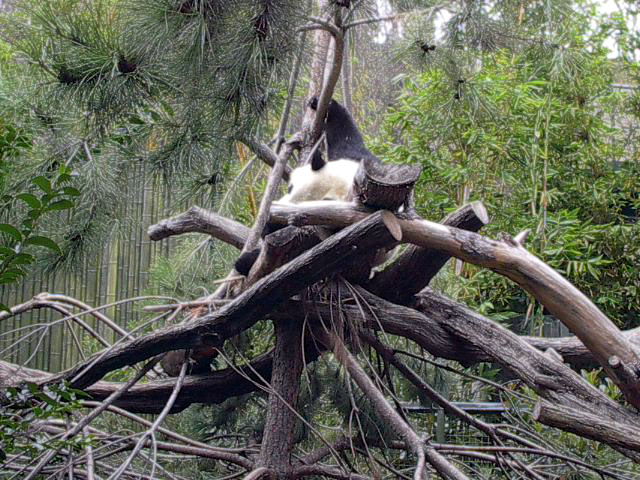 The famous Pandas were out and about!
