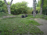 And the Gorillas Were Out and About Too!