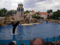 A Whale named Shadow!!