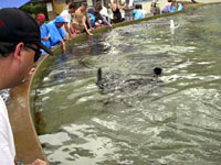 Waiting for the Sting Rays ...