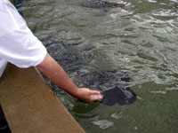Trying to Feed the Rays ...