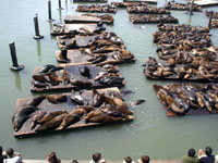 SF Seals